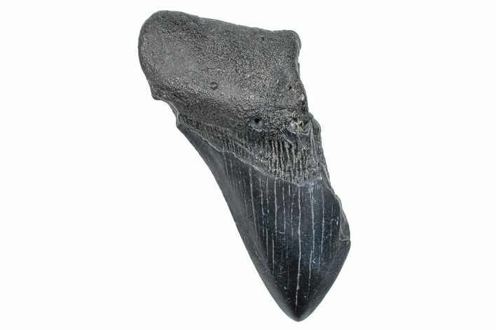 Partial, Fossil Megalodon Tooth - South Carolina #275395